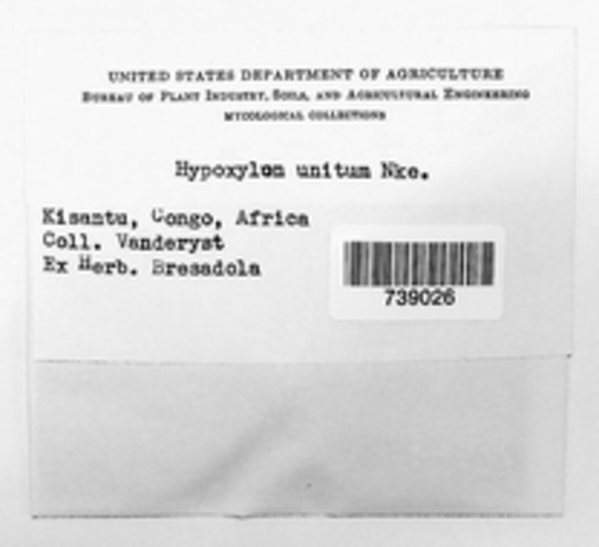 Nemania diffusa image